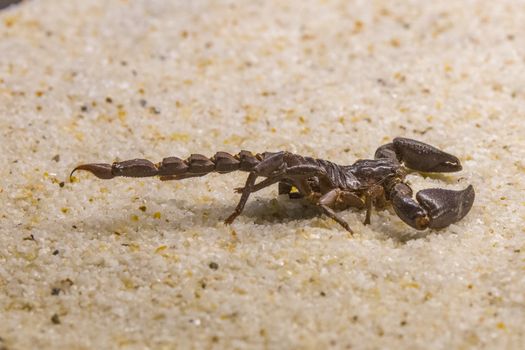 A detailed close-up of a scorpion on sandy terrain displaying its natural habitat.